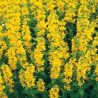 Graines de fleurs Vivaces - LYSIMACHIA - Graineterie A. DUCRETTET