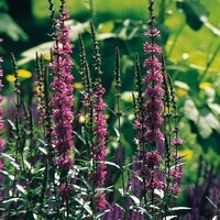 Graines de fleurs LYTHRUM LYTHRUM SALICARIA (Lythrum salicaria) - Graineterie A. DUCRETTET