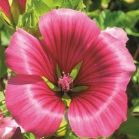  MALOPE MALOPE-MALOPE (Malope trifida)-rose foncé à rouge - Graineterie A. DUCRETTET