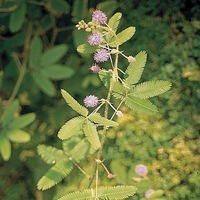 Graines de fleurs Annuelles - MIMOSA PUDICA ou sensitive - Graineterie A. DUCRETTET