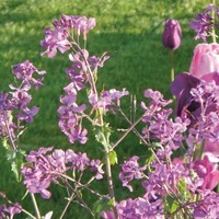 Graines de fleurs LUNAIRE MONNAIE DU PAPE (Lunaria biennis) - Graineterie A. DUCRETTET