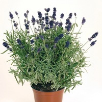  LAVANDE LAVANDE-VICENZA BLUE (Lavandula angustifolia)-bleu nuit - Graineterie A. DUCRETTET