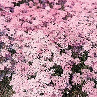 Graines de fleurs IBERIS GIBRALTARICA (Iberis gibraltarica) - Graineterie A. DUCRETTET