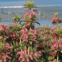 Graines de fleurs MONARDE LAMBADA (Monarda citriodora) - Graineterie A. DUCRETTET