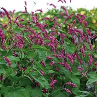  PERSICARIA PERSICARIA-CERISE (Persicaria orientalis)-Cerise - Graineterie A. DUCRETTET