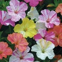 Graines de fleurs MIRABILIS (Belle de nuit) TENUE D'ETE (Mirabilis jalapa) - Graineterie A. DUCRETTET