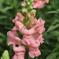  MUFLIER DE SERRE à forcer MUFLIER DE SERRE à forcer-POTOMAC F1 (Antirrhinum)-rose clair - Graineterie A. DUCRETTET