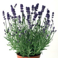 Graines de fleurs LAVANDE BLUE SCENT EARLY (Lavandula stoechas (pedunculata)) - Graineterie A. DUCRETTET