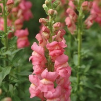  MUFLIER DE SERRE à forcer MUFLIER DE SERRE à forcer-POTOMAC F1 (Antirrhinum)-rose orangé - Graineterie A. DUCRETTET