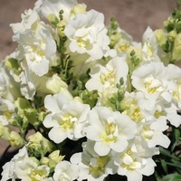 Graines de fleurs MUFLIER TWINNY F1 (Antirrhinum) - Graineterie A. DUCRETTET