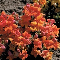  MUFLIER MUFLIER-TWINNY F1 (Antirrhinum)-tons bronze - Graineterie A. DUCRETTET