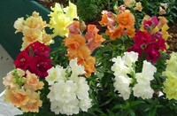  MUFLIER MUFLIER-TWINNY F1 (Antirrhinum)-mélange - Graineterie A. DUCRETTET