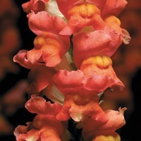 Graines de fleurs MUFLIER DE SERRE à forcer COOL F1 (Antirrhinum) - Graineterie A. DUCRETTET