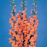  MUFLIER DE SERRE à forcer MUFLIER DE SERRE à forcer-POTOMAC F1 (Antirrhinum)-orange - Graineterie A. DUCRETTET