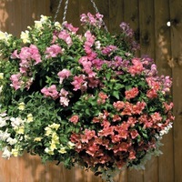 Graines de fleurs MUFLIER MAGIC LANTERN (Antirrhinum) - Graineterie A. DUCRETTET