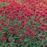  MONARDE MONARDE-PANORAMA (Monarde didyma)-rouge - Graineterie A. DUCRETTET