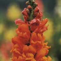  MUFLIER MUFLIER-ROCKET F1 (Antirrhinum)- - Graineterie A. DUCRETTET