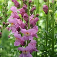  MUFLIER MUFLIER-ROCKET F1 (Antirrhinum)-écarlate - Graineterie A. DUCRETTET