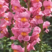  MUFLIER MUFLIER-ROCKET F1 (Antirrhinum)-rose à gorge orange - Graineterie A. DUCRETTET