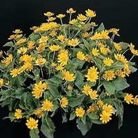 Graines de fleurs MELAMPODIUM DERBY (Melampodium paludosum) - Graineterie A. DUCRETTET