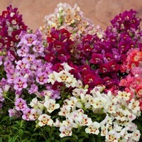 Graines de fleurs MUFLIER ANTIQUITY (Antirrhinum) - Graineterie A. DUCRETTET