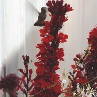 Graines de fleurs LOBELIA STARSHIP (Lobelia speciosa) - Graineterie A. DUCRETTET