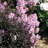 Graines de fleurs MUFLIER BRONZE DRAGON (Antirrhinum) - Graineterie A. DUCRETTET