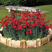 Graines de fleurs OEILLET ANNUEL A MASSIF CANCAN F1 (Dianthus caryophyllus) - Graineterie A. DUCRETTET