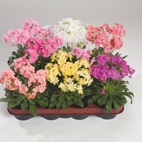 Graines de fleurs vivaces - LEWISIA - Graineterie A. DUCRETTET