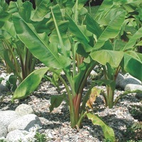 Graines de fleurs MUSA ENSETE (VENTRICOSA) OU BANANIER D'ABYSSINIE (Musa ensete) - Graineterie A. DUCRETTET