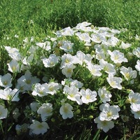 Graines de fleurs NIEREMBERGIA ROBE (Nierembergia hippomanica) - Graineterie A. DUCRETTET
