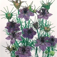  NIGELLE NIGELLE-EXOTIC (Nigella hispanica)-bleu - Graineterie A. DUCRETTET