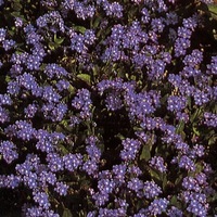 Graines de fleurs MYOSOTIS CORBEILLE BLEUE (Myosotis sylvatica (alpestris)) - Graineterie A. DUCRETTET