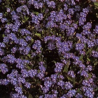 Graines de fleurs MYOSOTIS CORBEILLE BLEUE (Myosotis sylvatica (alpestris)) - Graineterie A. DUCRETTET