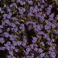  MYOSOTIS MYOSOTIS-CORBEILLE BLEUE (Myosotis sylvatica (alpestris))-bleu outremer - Graineterie A. DUCRETTET