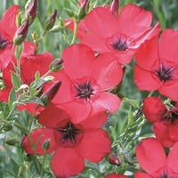  LIN LIN-CHARMER (Linum grandiflorum)-rouge Fluo (L. grandiflorum rubrum) - Graineterie A. DUCRETTET