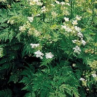  MYRRHIS ODORATA ou CERFEUIL MUSQUE MYRRHIS ODORATA ou CERFEUIL MUSQUE-Musqué (Myrrhis odorata)-Graines non traitées - Graineterie A. DUCRETTET