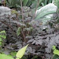 Graines de fleurs CERFEUIL ORNEMENTAL RAVENSWING (Anthriscus sylvestris) - Graineterie A. DUCRETTET