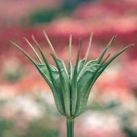 Graines de fleurs NIGELLE TRANSFORMER (Nigella orientalis) - Graineterie A. DUCRETTET