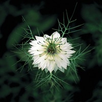 Graines de fleurs NIGELLE MISS JECKYLL (Nigella damascena) - Graineterie A. DUCRETTET