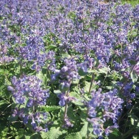  NEPETA ou CATAIRE NEPETA ou CATAIRE-MUSSINII (x Faassenii) (Nepeta mussinii x faassenii (racemosa))-bleu foncé - Graineterie A. DUCRETTET