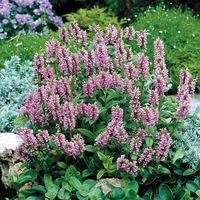 Graines de fleurs NEPETA ou CATAIRE PINK CAT (Nepeta nervosa) - Graineterie A. DUCRETTET