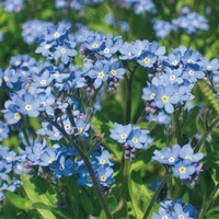  MYOSOTIS MYOSOTIS-SYLVA (Myosotis sylvatica (alpestris))-BLUE (bleu pur) - Graineterie A. DUCRETTET