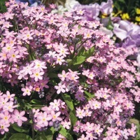  MYOSOTIS MYOSOTIS-SYLVA (Myosotis sylvatica (alpestris))-ROSY (rose carmin) - Graineterie A. DUCRETTET