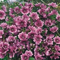  MAUVE MAUVE-BRAVEHEART (Malva sylvestris)-rose mauve - Graineterie A. DUCRETTET