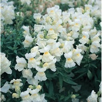 Graines de fleurs MUFLIER SNAPPY F1 (Antirrhinum) - Graineterie A. DUCRETTET