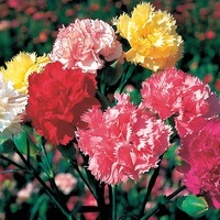 Graines de fleurs OEILLET DES FLEURISTES CHABAUD-MARTIN SUPERBE (Dianthus caryophyllus) - Graineterie A. DUCRETTET