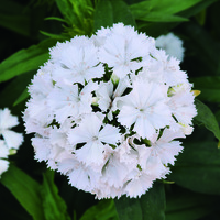  OEILLET DE POETE OEILLET DE POETE-DASH F1 (Dianthus barbatus)-blanc - Graineterie A. DUCRETTET