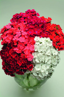 Graines de fleurs OEILLET DE POETE SWEET F1 (Dianthus barbatus) - Graineterie A. DUCRETTET