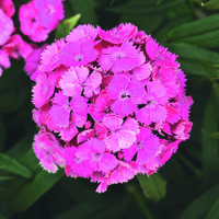  OEILLET DE POETE OEILLET DE POETE-DASH F1 (Dianthus barbatus)-rose vif (deep pink) - Graineterie A. DUCRETTET